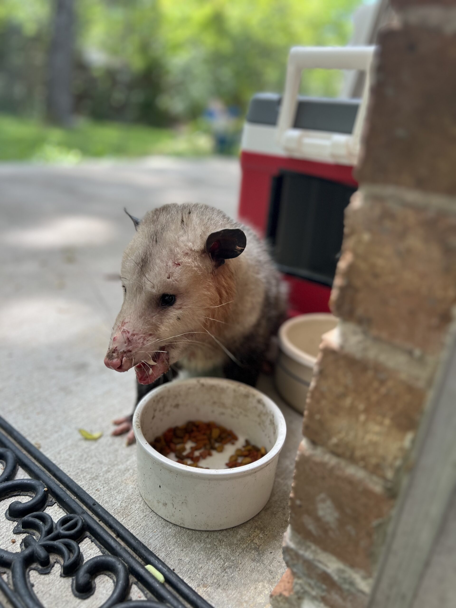 Possums Face of Pain and Patience
